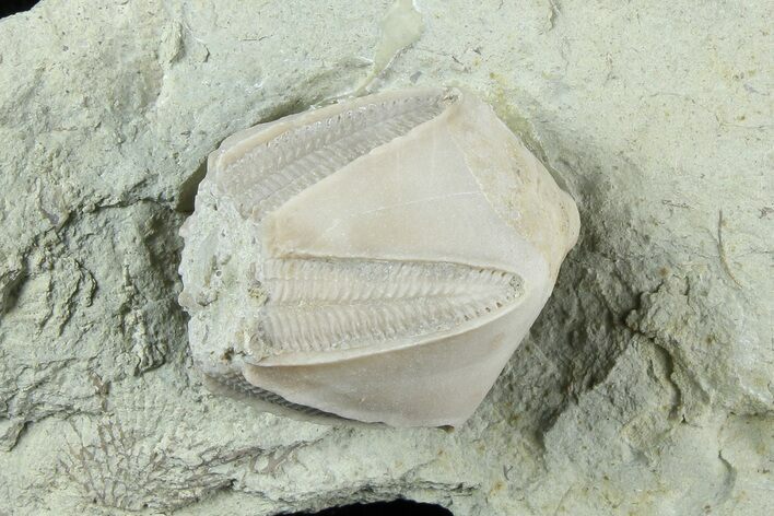 Blastoid (Pentremites) Fossil - Illinois #184103